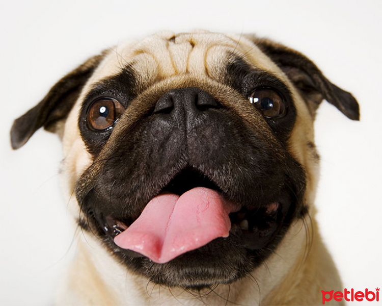 Pug, Köpek  linda fotoğrafı