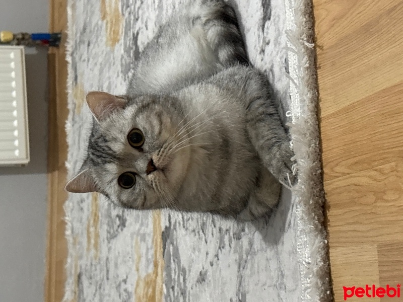 Scottish Fold, Kedi  Ares fotoğrafı