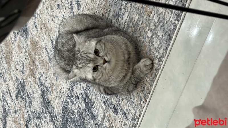 Scottish Fold, Kedi  Ares fotoğrafı