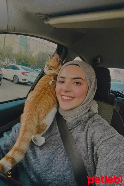 Sarman, Kedi  Mami fotoğrafı