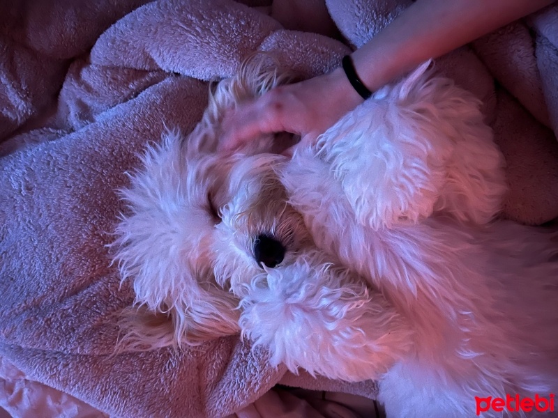 Maltese, Köpek  Buddy fotoğrafı
