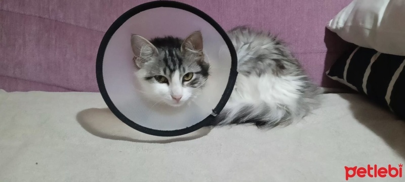 Tekir Kedi, Kedi  Minevra fotoğrafı