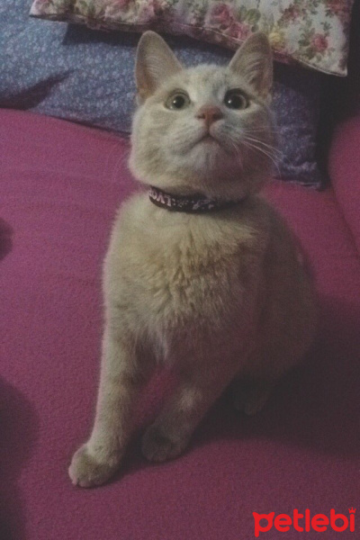 Tekir Kedi, Kedi  Tarçın fotoğrafı