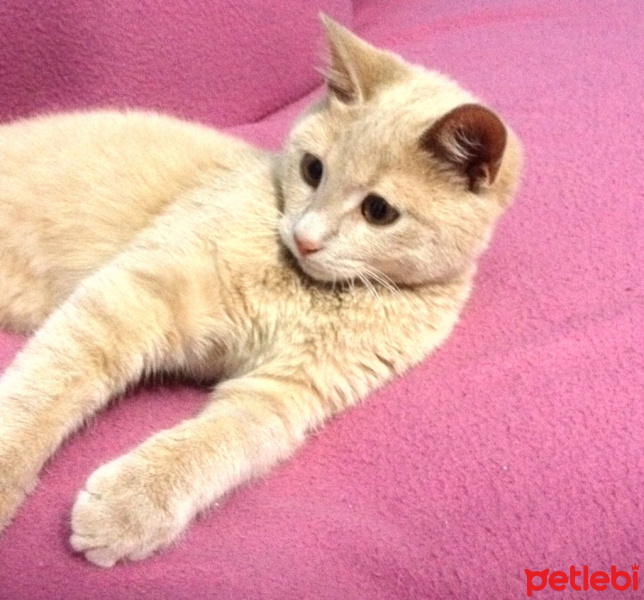 Tekir Kedi, Kedi  Tarçın fotoğrafı