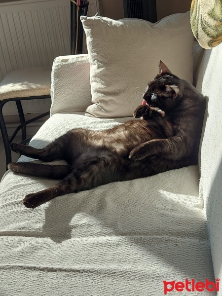 Tekir Kedi, Kedi  Tatliş fotoğrafı