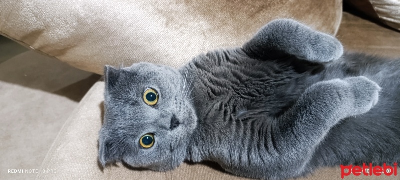 Scottish Fold, Kedi  PAŞA fotoğrafı