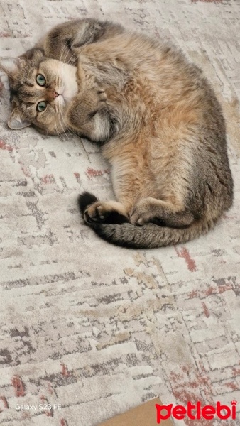 British Shorthair, Kedi  BAMBAM fotoğrafı
