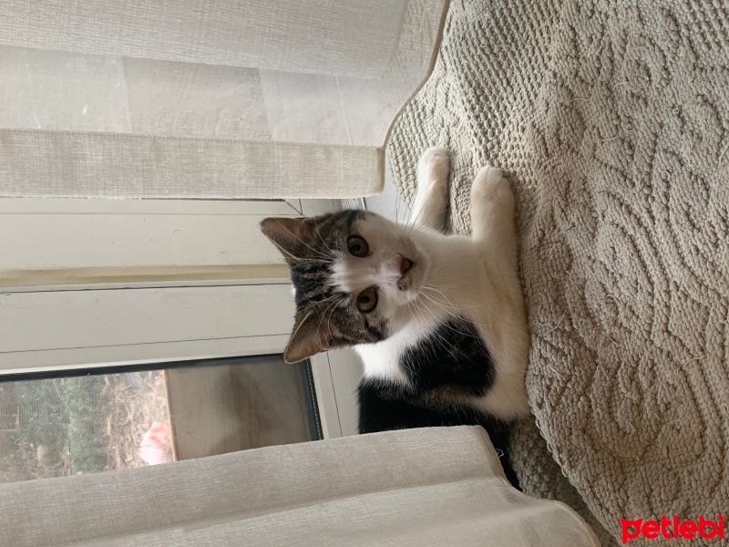 Tekir Kedi, Kedi  İzzet fotoğrafı