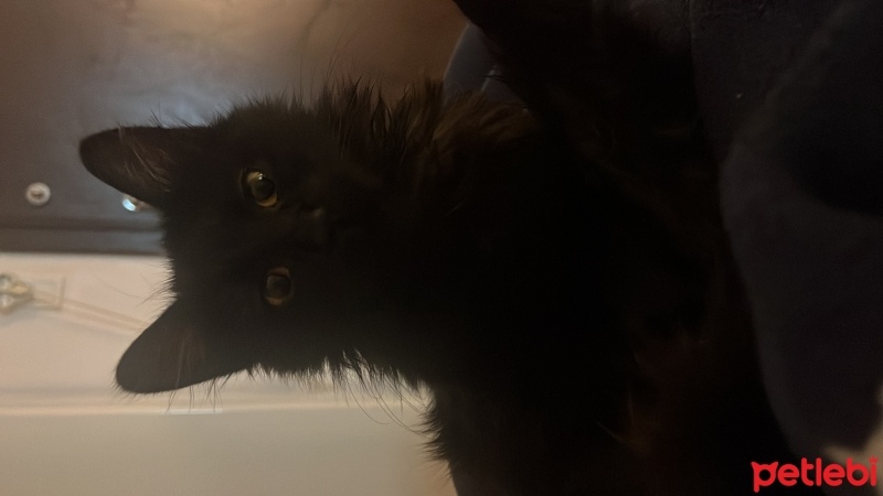 Tiffany/Chantilly, Kedi  mavis fotoğrafı
