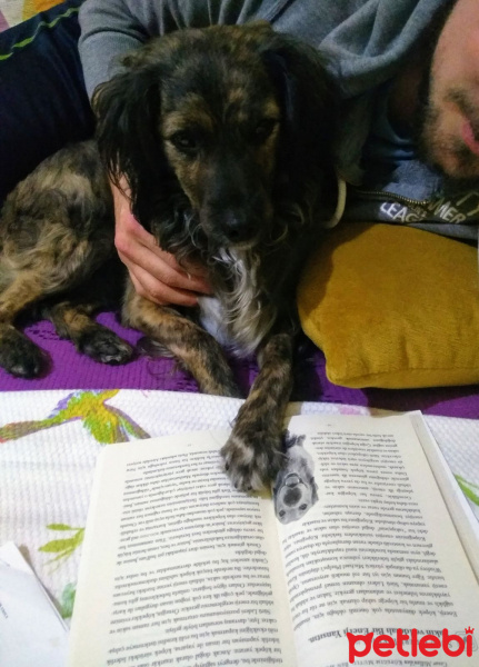 Avustralya Çoban Köpeği, Köpek  Ares fotoğrafı