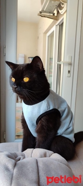 British Shorthair, Kedi  lucy fotoğrafı