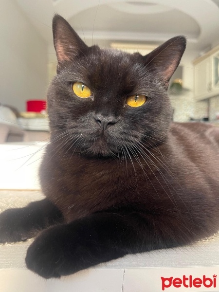 British Shorthair, Kedi  lucy fotoğrafı