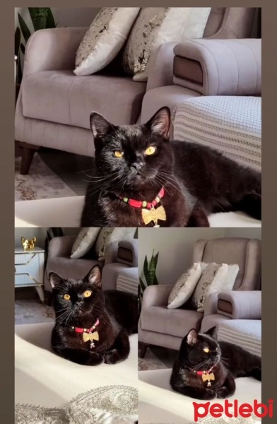 British Shorthair, Kedi  lucy fotoğrafı