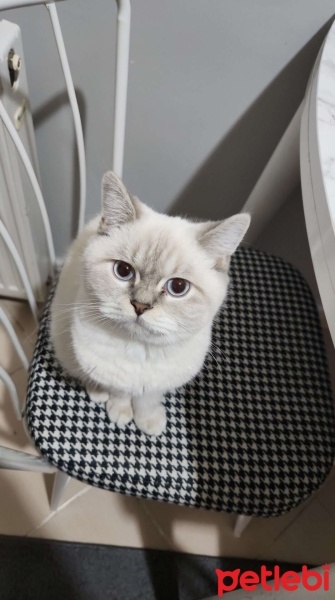 Brazilian Shorthair, Kedi  faysal bulutcan fotoğrafı