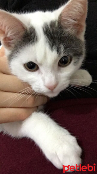 Tekir Kedi, Kedi  Pertev fotoğrafı