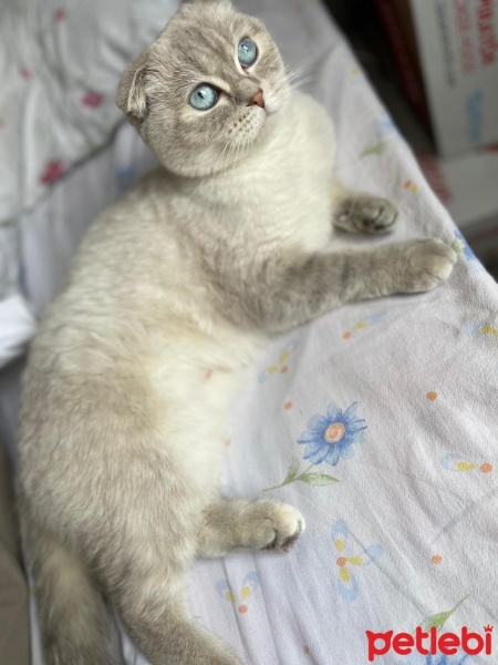 British Shorthair, Kedi  Lili fotoğrafı