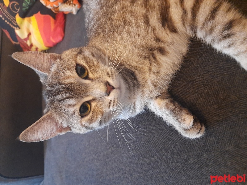 Tekir Kedi, Kedi  Pera fotoğrafı