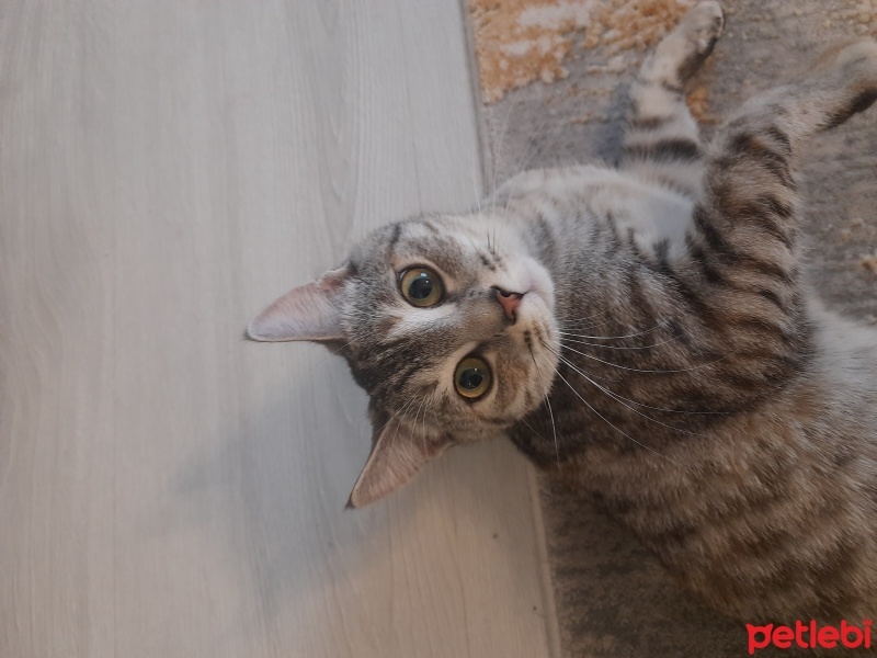 Tekir Kedi, Kedi  Pera fotoğrafı