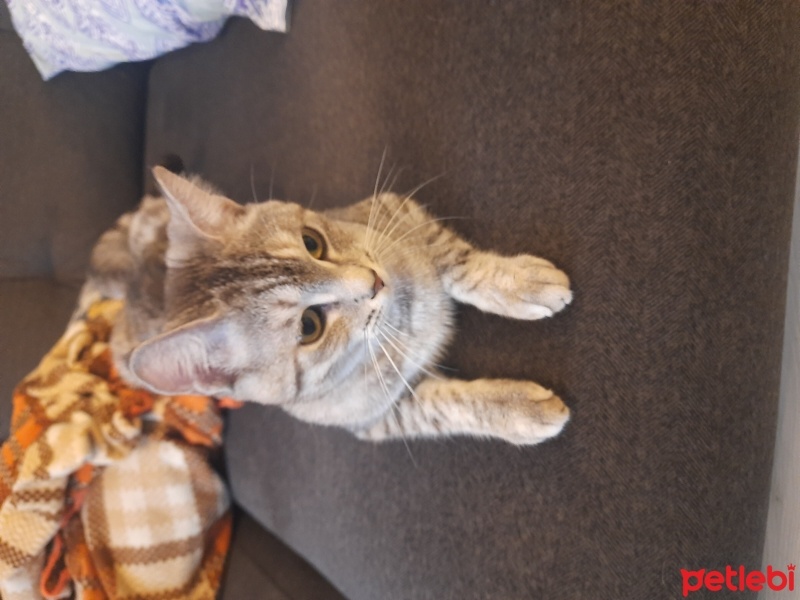 Tekir Kedi, Kedi  Pera fotoğrafı
