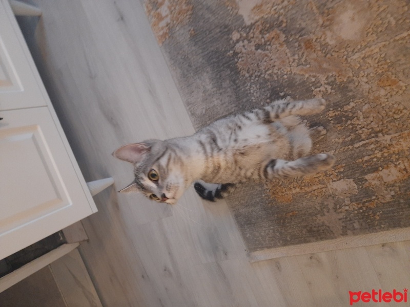 Tekir Kedi, Kedi  Pera fotoğrafı