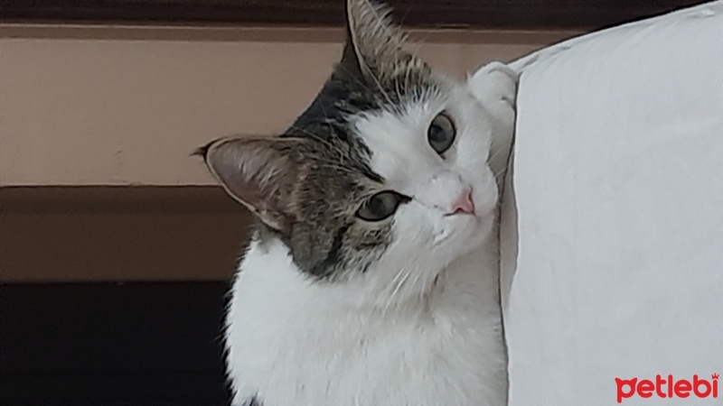 Tekir Kedi, Kedi  Mia fotoğrafı