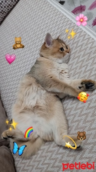 British Shorthair, Kedi  Pançu fotoğrafı