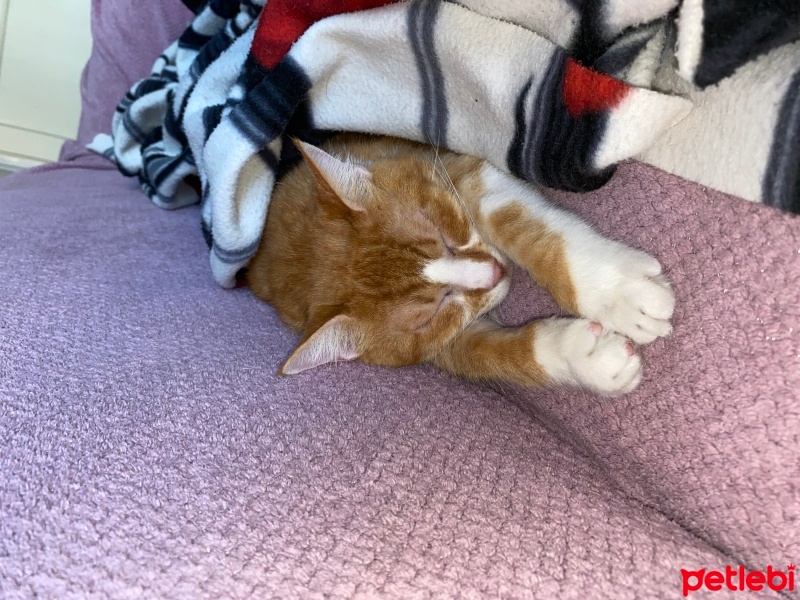 Sarman, Kedi  Puki fotoğrafı