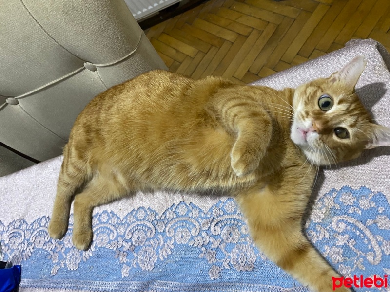 Sarman, Kedi  Şanslı fotoğrafı