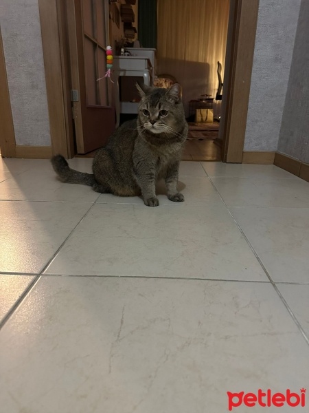 American Shorthair, Kedi  Aslan fotoğrafı