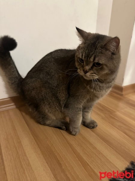 American Shorthair, Kedi  Aslan fotoğrafı