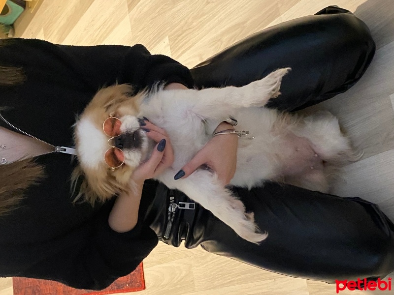 Pekingese, Köpek  Rakı fotoğrafı