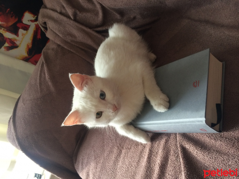 Van Kedisi, Kedi  LORYA fotoğrafı
