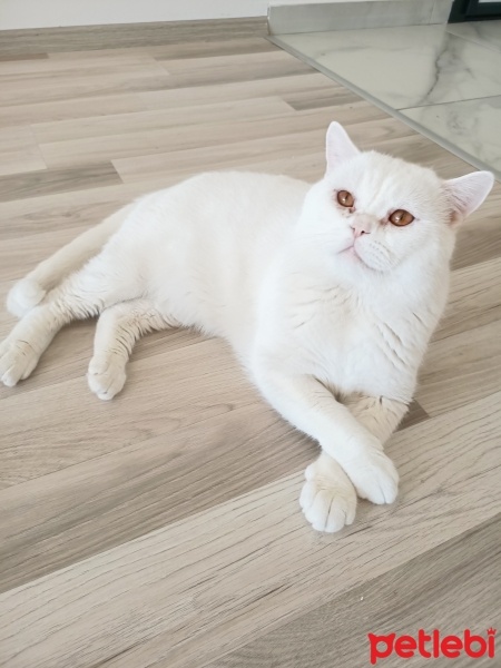 British Shorthair, Kedi  Casper fotoğrafı