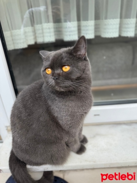 British Shorthair, Kedi  Lili fotoğrafı