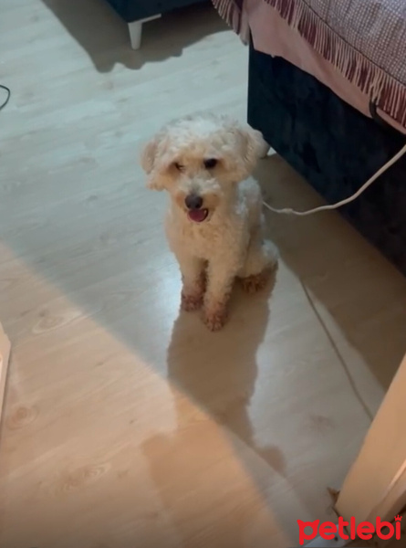 Poodle(Standart Kaniş), Köpek  Pastel fotoğrafı