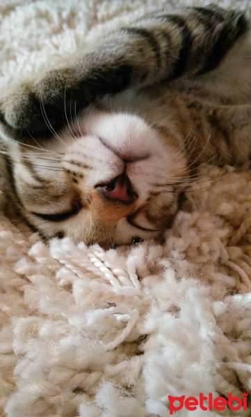 Tekir Kedi, Kedi  Mina fotoğrafı