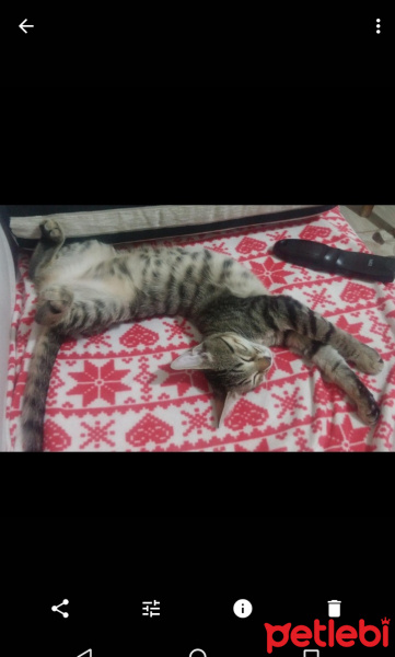 Tekir Kedi, Kedi  Mina fotoğrafı