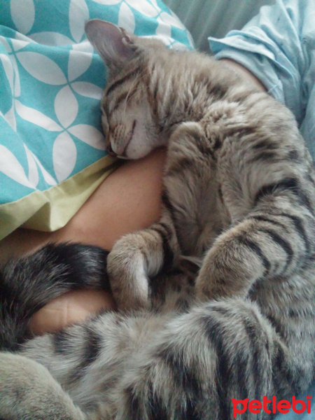 Tekir Kedi, Kedi  Mina fotoğrafı