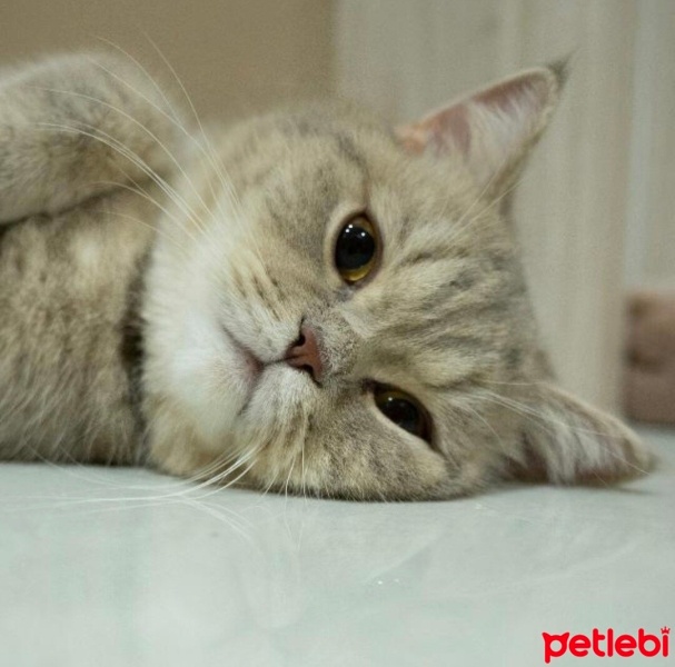 British Shorthair, Kedi  Çiko fotoğrafı