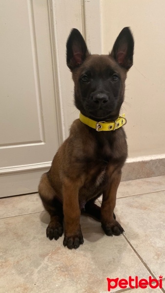 Belçika Malinois, Köpek  Roys fotoğrafı
