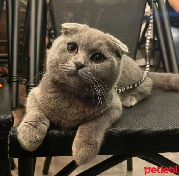 Scottish Fold, Kedi  Oscar fotoğrafı