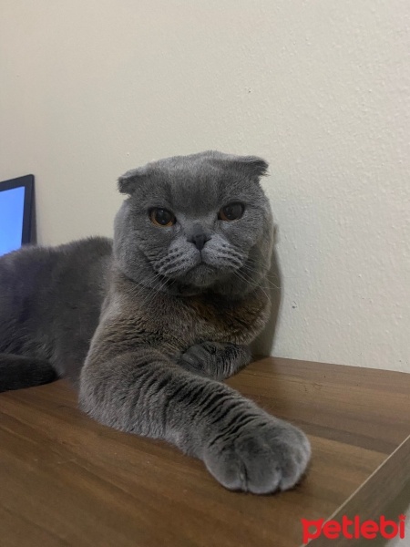 British Shorthair, Kedi  Duman fotoğrafı