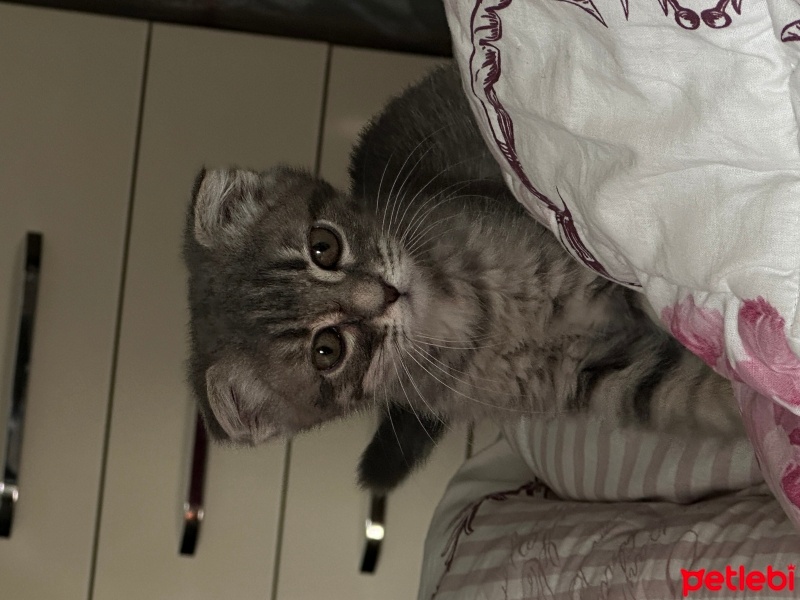 Scottish Fold, Kedi  Fiona fotoğrafı