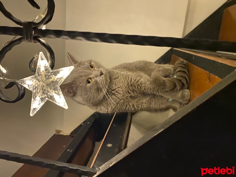 British Shorthair, Kedi  Smoky fotoğrafı