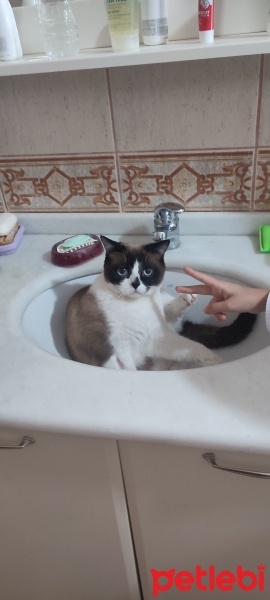 Birman, Kedi  Karamel fotoğrafı