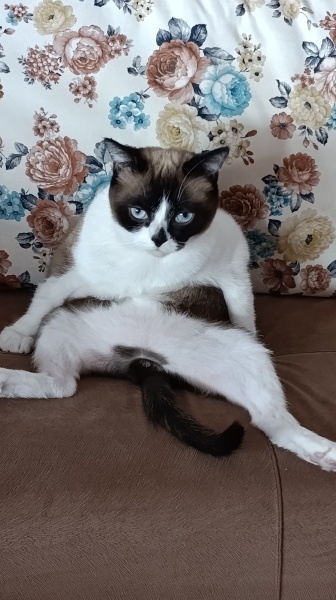 Birman, Kedi  Karamel fotoğrafı