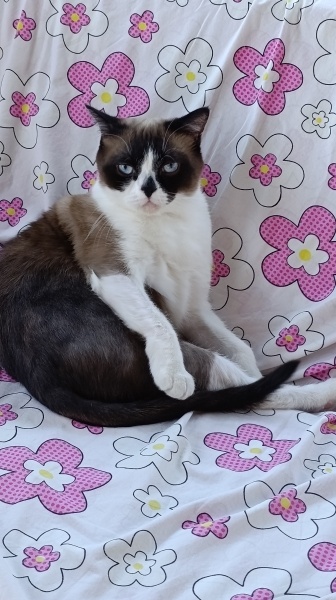 Birman, Kedi  Karamel fotoğrafı