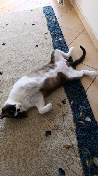 Birman, Kedi  Karamel fotoğrafı