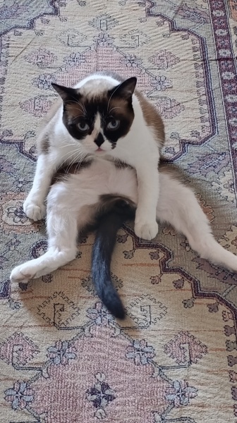 Birman, Kedi  Karamel fotoğrafı