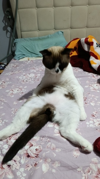 Birman, Kedi  Karamel fotoğrafı